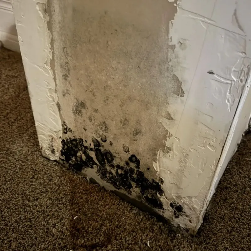 Professional Mold Removal in Eupora, MS